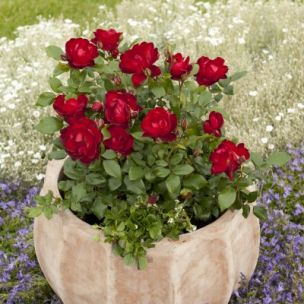 Rosier KORDES 'Milano' ® - Leaderplant