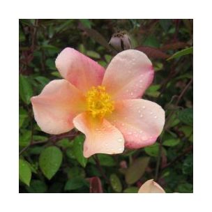 Rosier mutabilis - Leaderplant