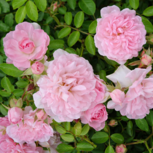 Rosier Pablito - Leaderplant