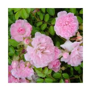 Rosier Pablito - Leaderplant