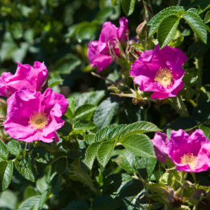 Rosier rugueux Rubra - Leaderplant