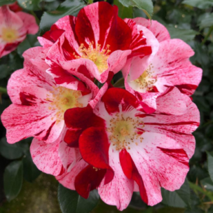 Rosier Simsalabim Nectar Garden  - Leaderplant