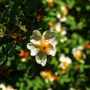 Rosier Pimprenelle  - Leaderplant