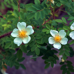 Rosier Pimprenelle  - Leaderplant