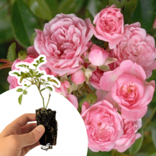 Rosier paysager The Fairy en mini-motte - Leaderplant