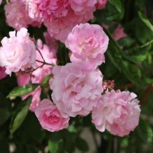 Rosier grimpant Banks rose - Leaderplant