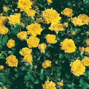 Rosier Miniature Yellow - Leaderplant