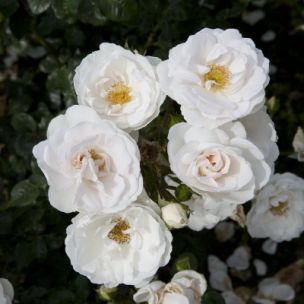 Rosier 'Sans Contraintes' ® 'Rigo Innocencia' ® - Leaderplant