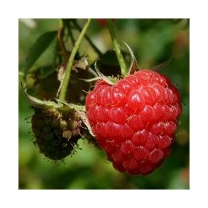 Framboisier précoce Malling Promise - Leaderplant