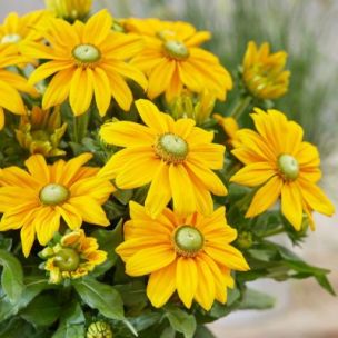 Rudbeckia Sunbeckia Ophélia ® - Leaderplant
