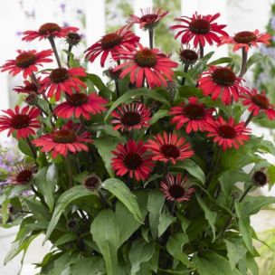Rudbeckia Red ® - Échinacée - Leaderplant