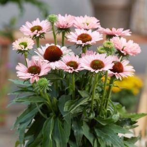 Rudbeckia 'Salmon' ® - Échinacée - Leaderplant