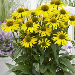 Rudbeckia Yellow ® - Échinacée - Leaderplant