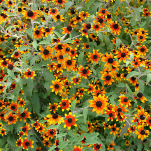Rudbeckia Prairie Glow - Leaderplant