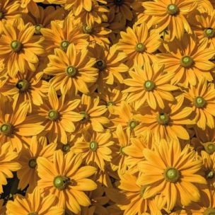 Rudbeckia Sunbeckia Ophélia ®  - Leaderplant