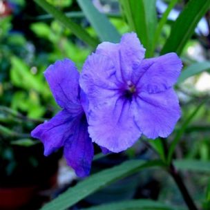 Ruellie de Britton - Pétunia mexicain - Leaderplant