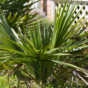 Palmier nain - Sabal nain - Sabal minor - Leaderplant