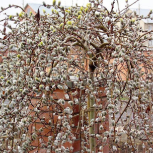 Saule Curly - Leaderplant