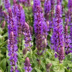 Sauge des bois Ostfriesland  - Leaderplant