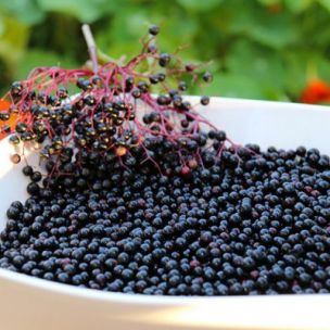 Sureau à fruits Haschberg - Leaderplant