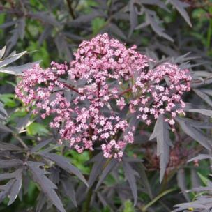 Sureau noir Cherry Lace ® - Leaderplant