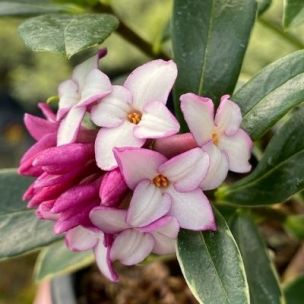 Daphné panaché - Leaderplant