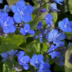 Omphalodes 'Cherry Ingram' - Nombril de Venus - Leaderplant