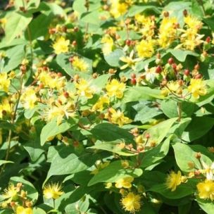 Millepertuis arbustif 'Arcadia' ® - Leaderplant