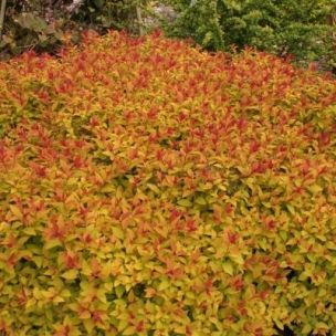 Spirée japonaise 'Magic Carpet' ® - Leaderplant