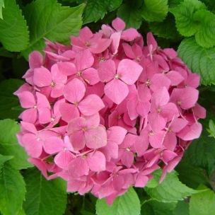 Hortensia 'Sybilla' - Leaderplant