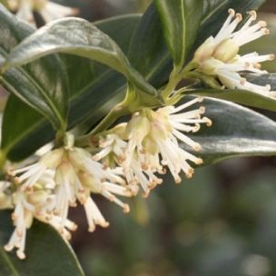 Sarcococca humilis - Leaderplant