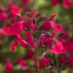 Sauge rouge 'Blaze' ® - Leaderplant