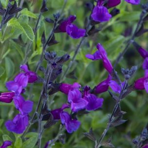 Sauge Ignition Purple ® - Leaderplant