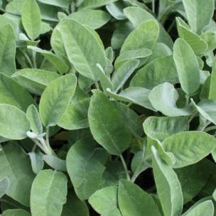 Sauge officinale - Leaderplant