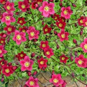 Saxifrage rose Teppich - Leaderplant