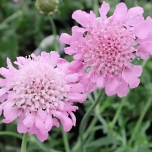 Scabieuse Pink Mist - Leaderplant