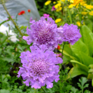 Scabieuse Vivid Violet - Leaderplant