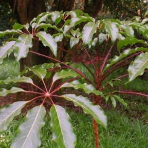 Schefflera Alpine/Arbre parapluie - Leaderplant