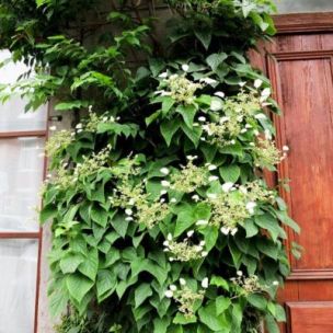 Schizophragma Brookside - Leaderplant