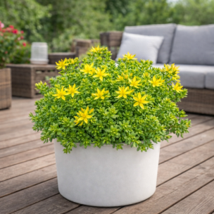 Sedum âcre en mini-motte  - Leaderplant