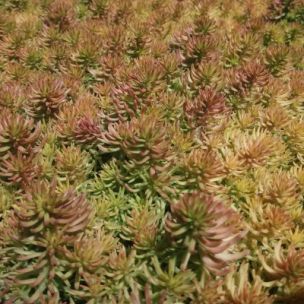 Sedum Angelina Tea Cup ® - Leaderplant
