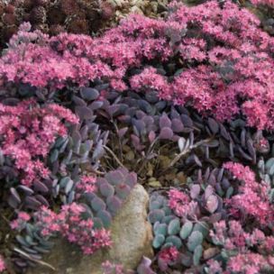 Sedum Bertram Andersen - Orpin - Leaderplant