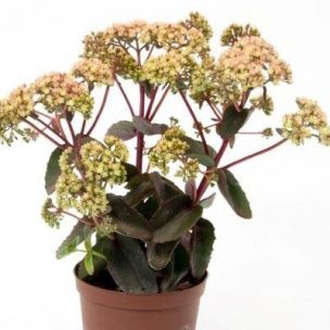 Sedum Golden Crowned ® - Leaderplant