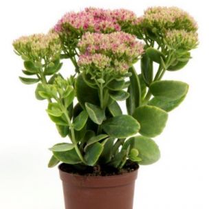 Sedum Pink Crowned ® - Leaderplant