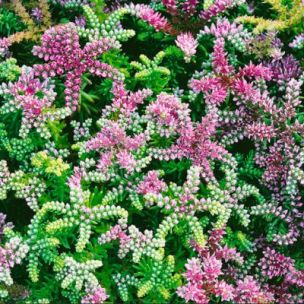 Sedum - Orpin Sea Star - Leaderplant