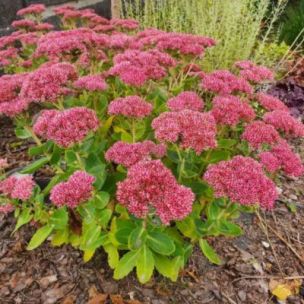 Sedum / Orpin d'automne Brillant - Leaderplant