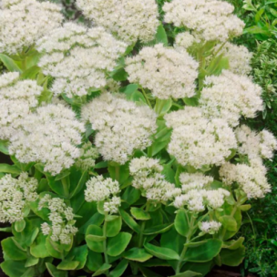 Sedum / Orpin d'automne Stardust - Leaderplant