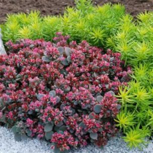 Sedum/Orpin Blue Elf ® - Leaderplant