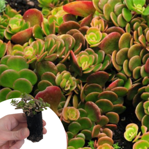 Sedum Coral Reef en mini-motte - Leaderplant