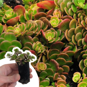 Sedum Coral Reef en mini-motte - Leaderplant